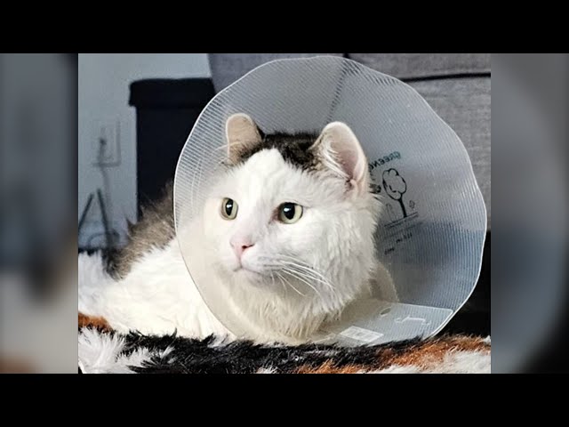 ⁣Cat survives 11th-floor fall, Quebec family left with $7K bill