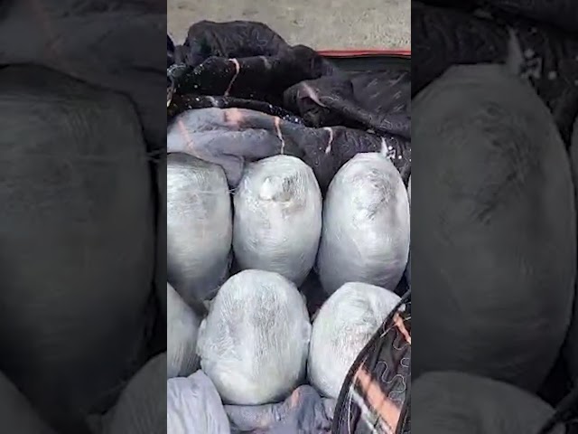 ⁣Perro de carabineros hizo sorprendente hallazgo en operativo