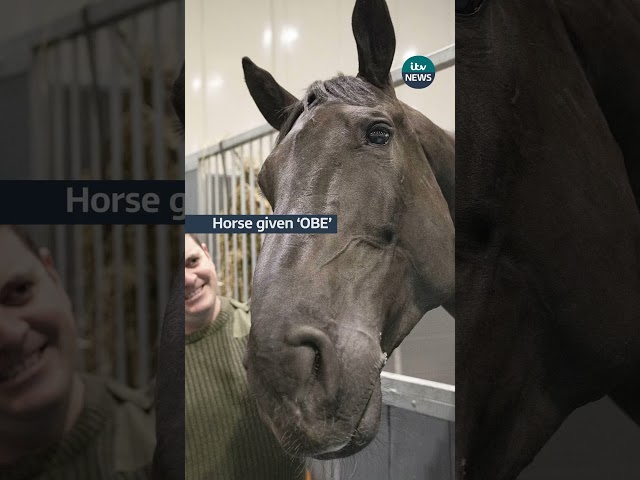 ⁣Horse given ‘OBE’ for role in Queen’s funeral procession #itvnews