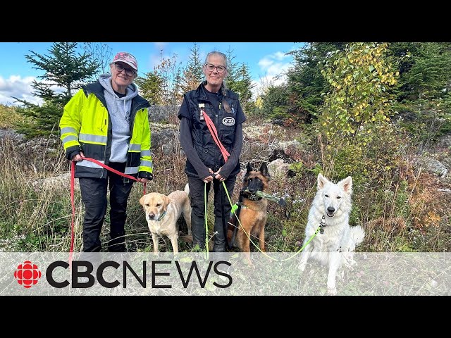 ⁣Search dogs help N.B. family look for loved one