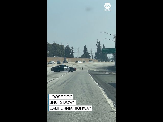 ⁣Loose dog shuts down Long Beach freeway