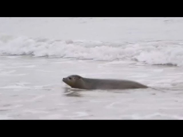 ⁣No Comment. Les bébés phoques en voie de disparition retournent à la mer près du Mont Sai…