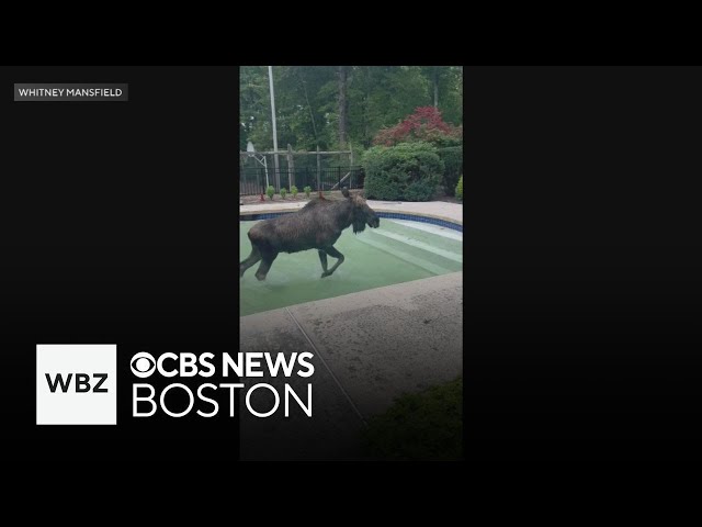 ⁣Moose gets stuck in New Hampshire pool