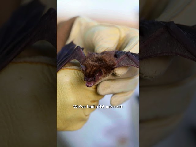 ⁣Ontario child dies from rabies after contact with a bat