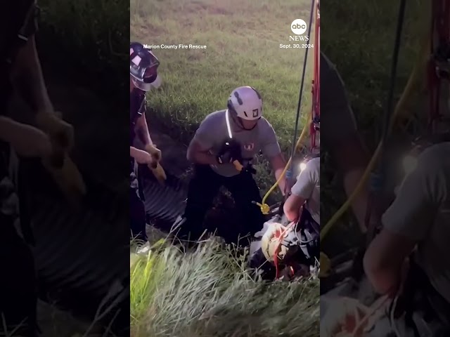 ⁣Florida dog rescued by firefighters after falling into 14-foot hole