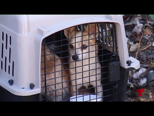 ⁣Rescatan a perritos desnutridos en una urbanización de Guánica