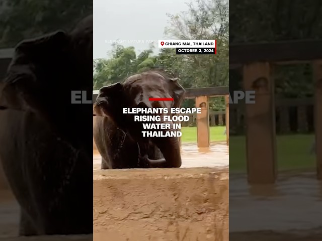 ⁣Elephants escape rising flood water in Thailand