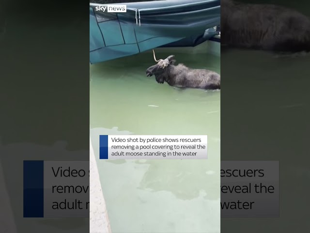 ⁣Moose gets stuck in swimming pool