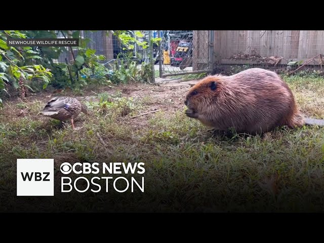 ⁣Nibi the beaver allowed to stay at Chelmsford wildlife rescue