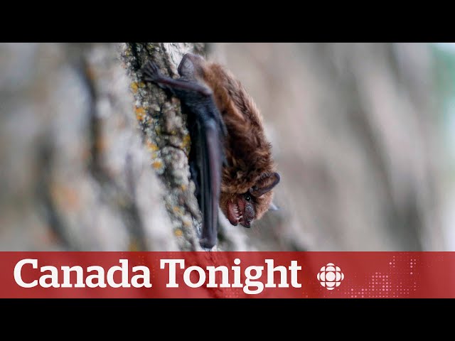 ⁣Ontario child dies from rabies after contact with bat: health official | Canada Tonight