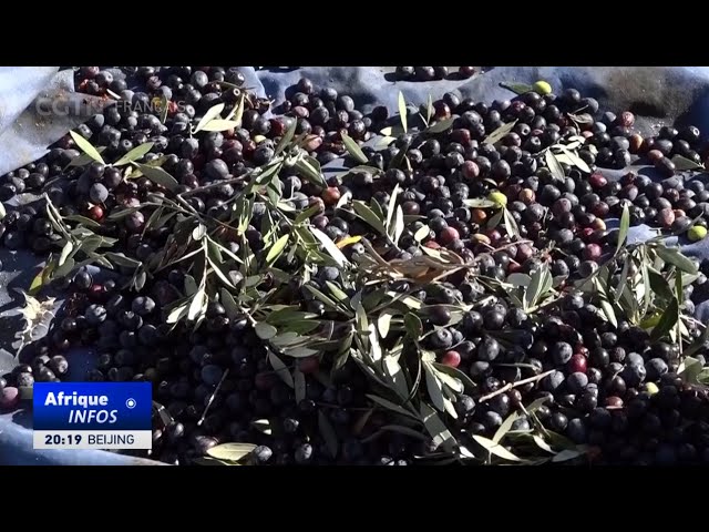 ⁣La hausse des exportations d'huile d'olive permet à la Tunisie d'augmenter ses revenu