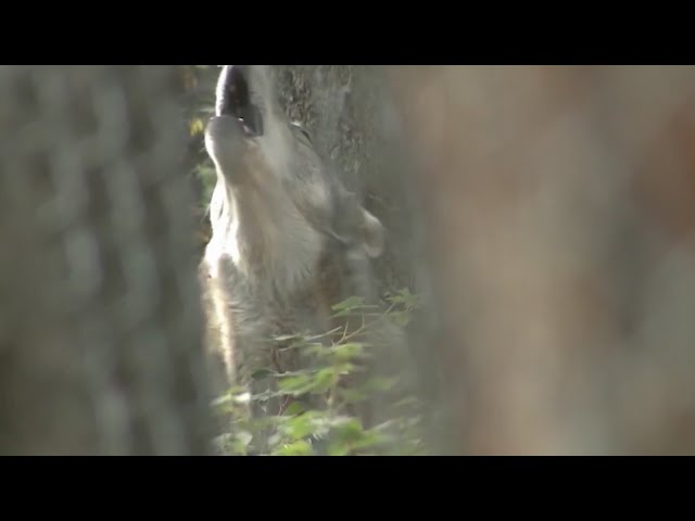 ⁣Ranchers, Coloradans voice concerns on wolf reintroduction at CPW Commission meeting