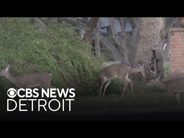 ⁣Disease impacting deer population rising in Michigan