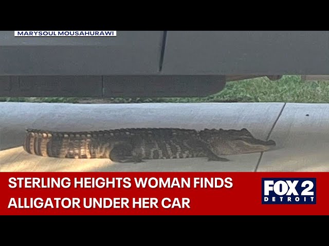 ⁣Alligator found underneath woman's car in Sterling Heights