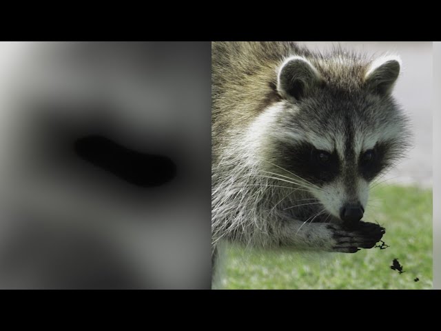 ⁣Sick raccoons causing concerns in Highlands Ranch