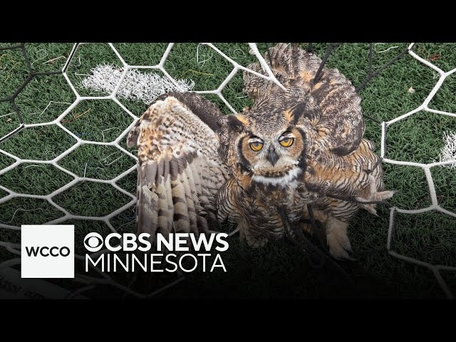 ⁣Animal experts sound alarm as more birds get hurt trapped in soccer nets