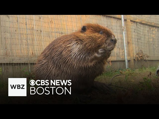 ⁣Gov. Healey issues permit allowing Nibi the beaver to stay at wildlife rescue