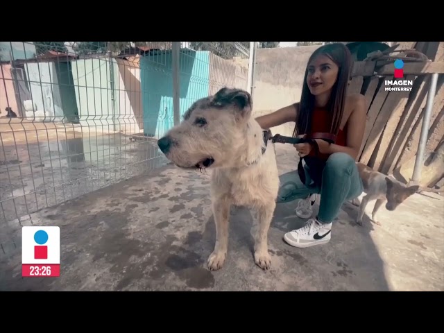 ⁣Justicia para el perrito "Valente" | Noticias MTY con Claudia Ovalle