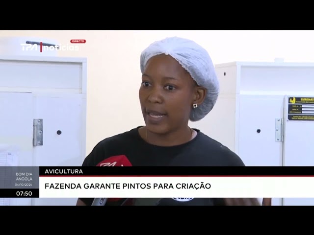 ⁣Avicultura - Fazenda garante pintos para criação