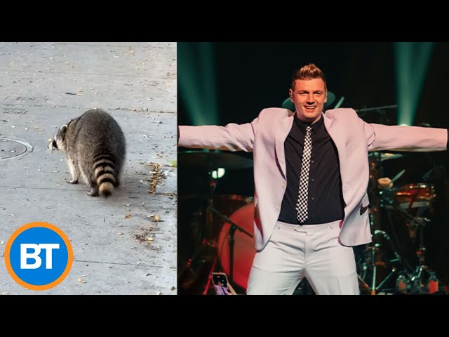 ⁣Nick Carter just called us to talk about his close raccoon encounter in Toronto