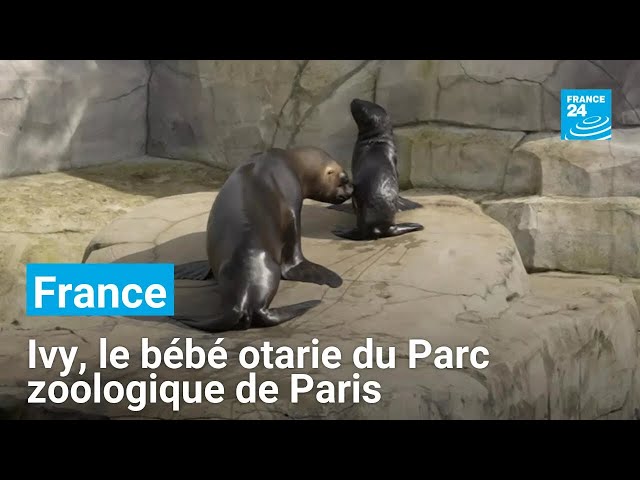 ⁣Ivy, le bébé otarie du Parc zoologique de Paris • FRANCE 24