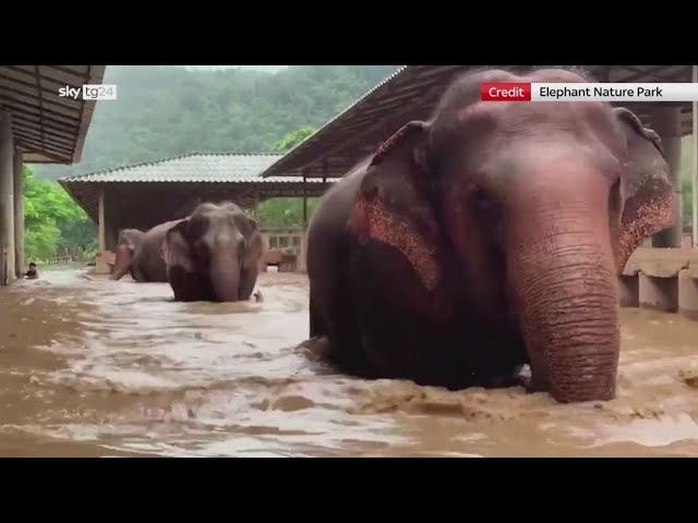 ⁣Thailandia, centinaia di elefanti evacuati per alluvione