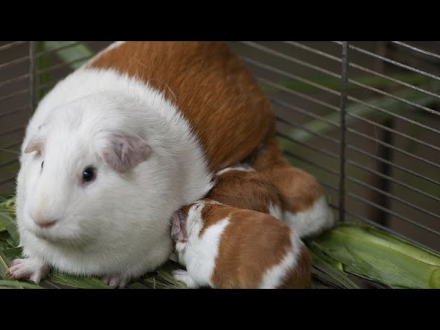 ⁣NO COMMENT: Así es el cuy, una cobaya típica de la gastronomía peruana, que cumple 20 años