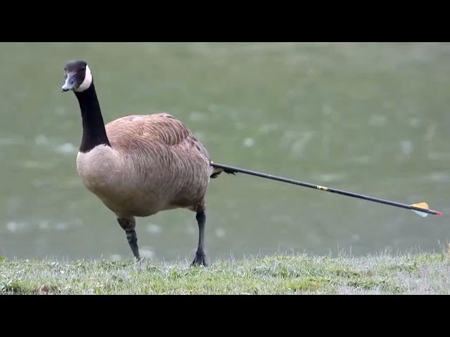 ⁣Months-long chase for goose impaled by arrow in Squamish, B.C.