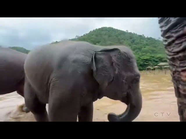 ⁣Elephants evacuated from Thailand sanctuary amid flash flooding