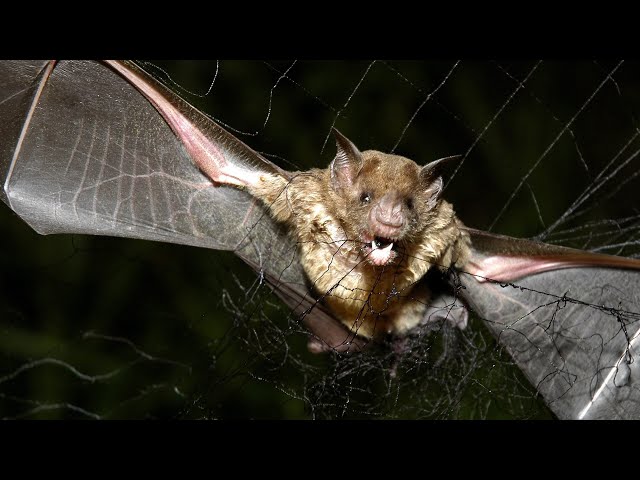 ⁣Warnings after child in Ont. dies of rabies after interaction with bat