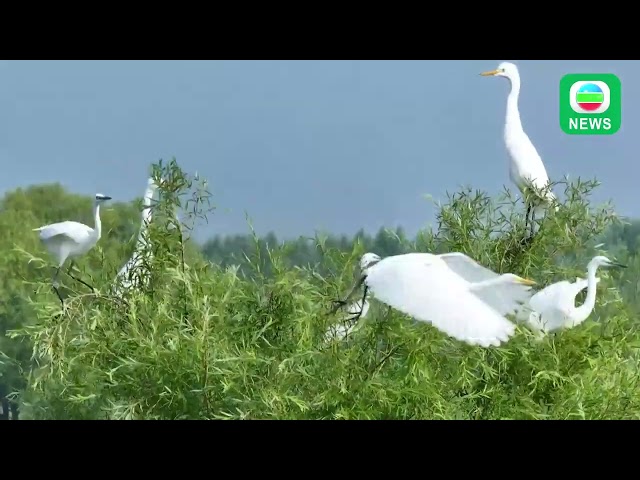 ⁣TVB News｜4 October 2024│Zhangze Lake National Urban Wetland Park in Shanxi