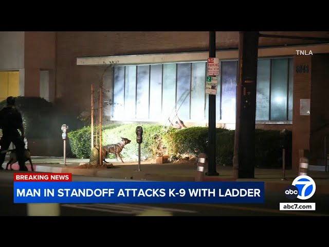 ⁣Suspect attacks LAPD K-9 with ladder during hours-long standoff