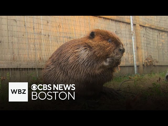 ⁣Nibi the beaver to stay at Massachusetts wildlife center and more top stories