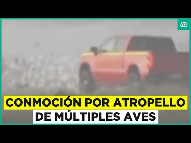 ⁣Conmoción por atropello de múltiples aves en humedal en Ritoque