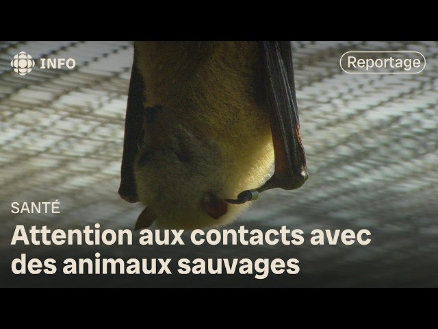 ⁣Un enfant mort de la rage au Canada après un contact avec une chauve-souris