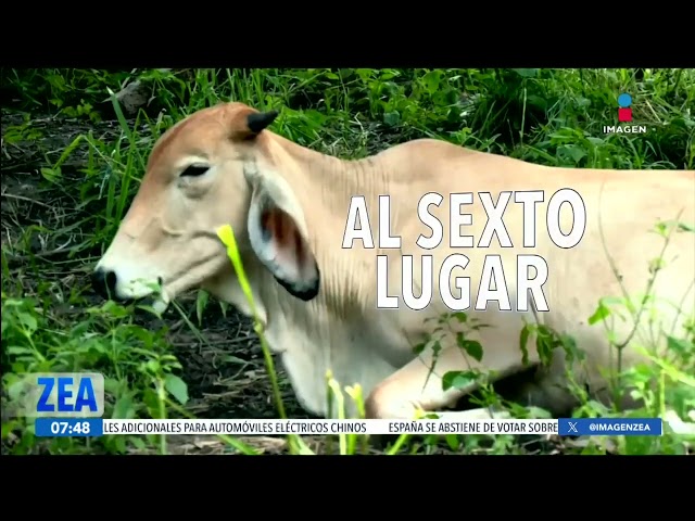 ⁣En las tortillas tlayudas se reflejan todos los males del campo mexicano