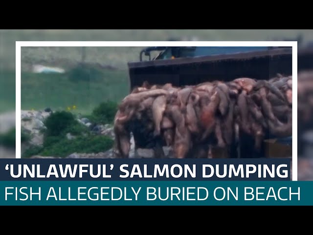 ⁣Salmon buried on Scottish beach unlawfully, footage shows | ITV News