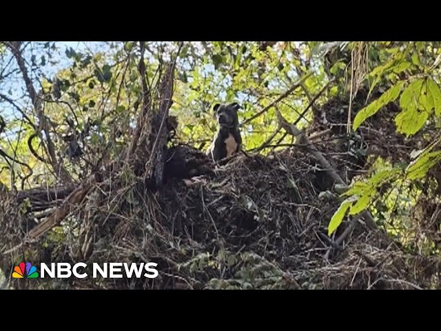 ⁣Family reunited with dog found stuck in treetop after Helene flooding