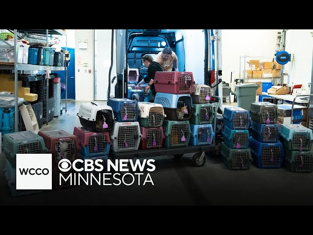 ⁣55 cats rescued from northern Minnesota home