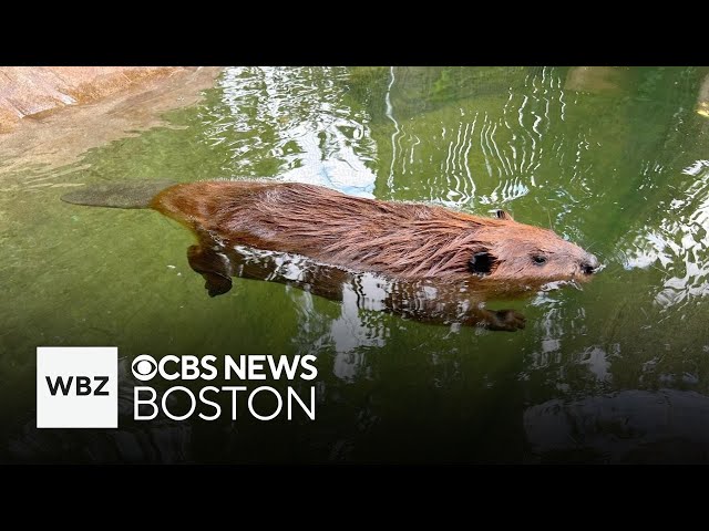 ⁣Nibi the beaver meets Gov. Healey after she's allowed to stay with rescue as educational animal