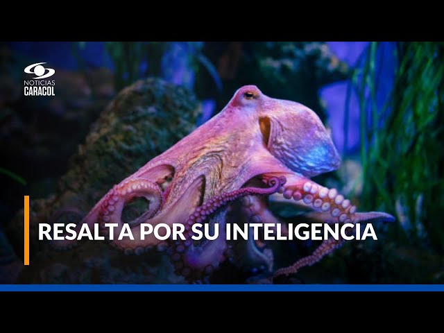 ⁣Las sorprendentes capacidades del pulpo, una de las criaturas más fascinantes del océano