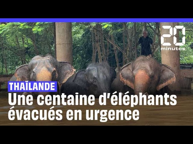 ⁣En Thaïlande, une centaine d’éléphants ont été évacués en urgence à cause des inondations