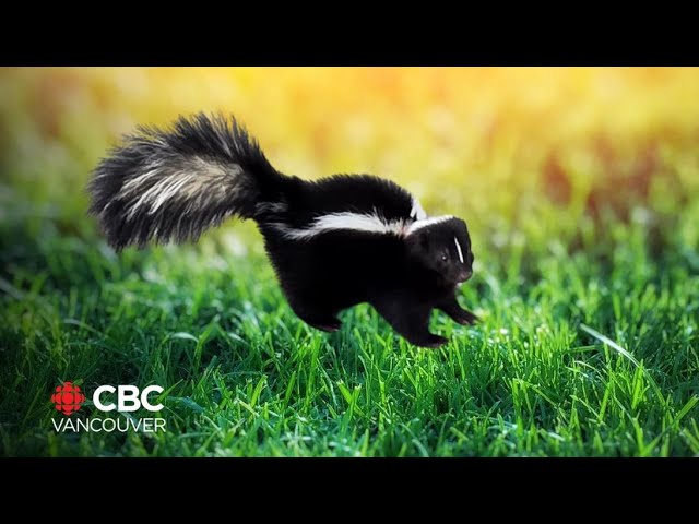 ⁣9-year-old helps rescue skunk stuck in Nelson skate bowl