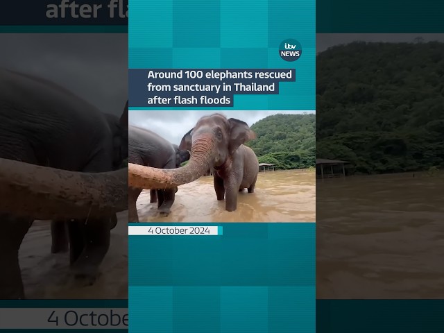 ⁣The elephants were safely evacuated to higher ground #itvnews