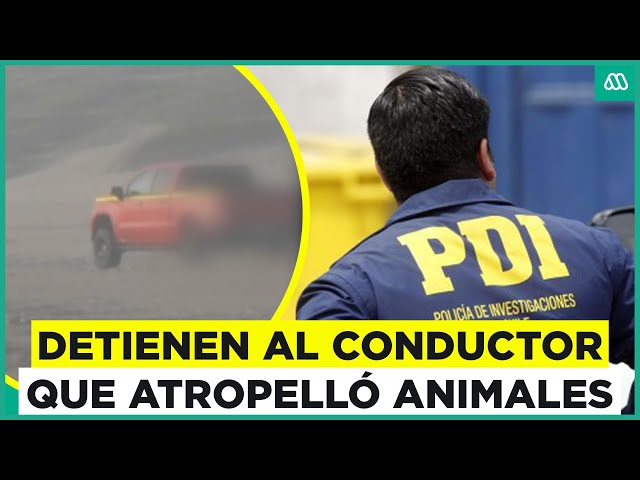 ⁣Detienen a conductor que atropelló aves: Se habría entregado voluntariamente