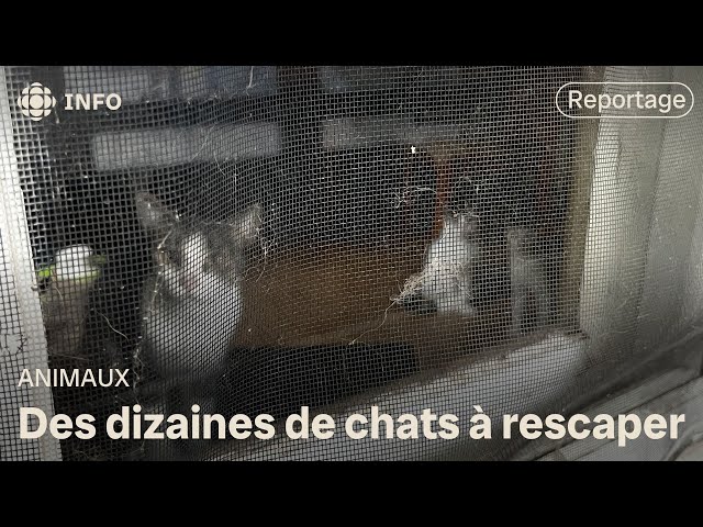 ⁣20 chats rescapés dans un logement insalubre à Mont-Joli