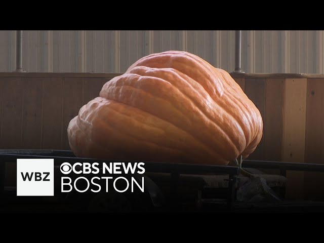 ⁣Topsfield pumpkin grower hoping he can squash competition