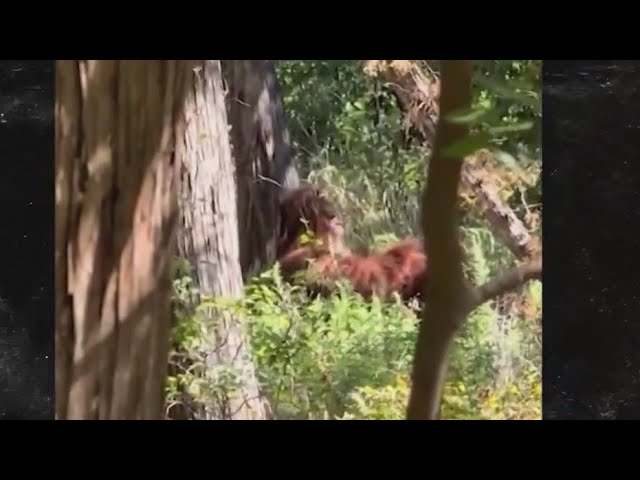 ⁣Across America: Bigfoot sighting video goes viral