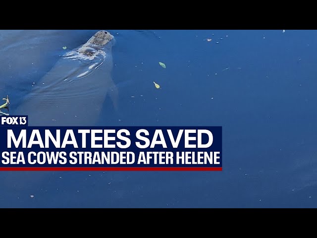 ⁣Manatees stranded after Hurricane Helene