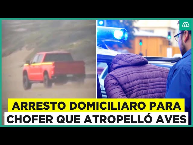 ⁣Arresto domiciliario para conductor que atropelló aves